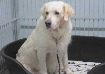 Hundesalon alt for hunden - Din hundesalon i Aalborg