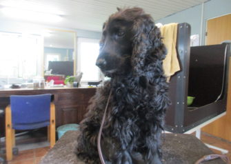 Hundesalon alt for hunden - Din hundesalon i Aalborg