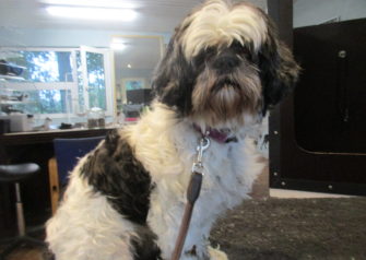 Hundesalon alt for hunden - Din hundesalon i Aalborg