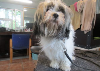 Hundesalon alt for hunden - Din hundesalon i Aalborg