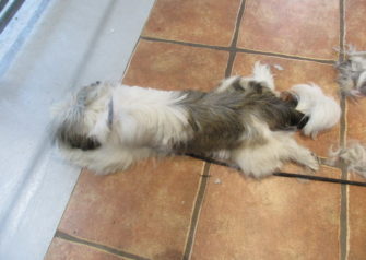 Hundesalon alt for hunden - Din hundesalon i Aalborg