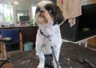 Hundesalon alt for hunden - Din hundesalon i Aalborg