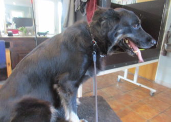 Hundesalon alt for hunden - Din hundesalon i Aalborg