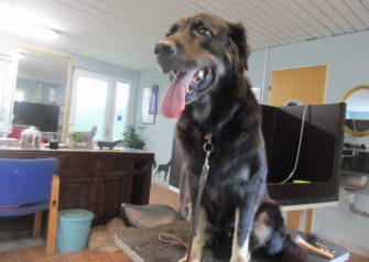 Hundesalon alt for hunden - Din hundesalon i Aalborg