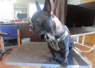 Hundesalon alt for hunden - Din hundesalon i Aalborg