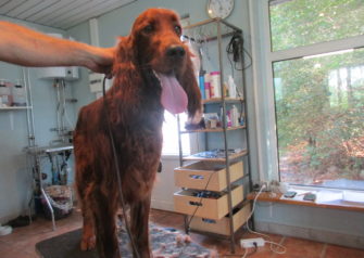 Hundesalon alt for hunden - Din hundesalon i Aalborg