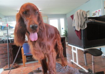 Hundesalon alt for hunden - Din hundesalon i Aalborg