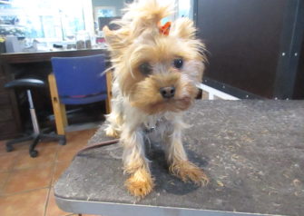 Hundesalon alt for hunden - Din hundesalon i Aalborg