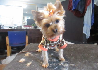 Hundesalon alt for hunden - Din hundesalon i Aalborg