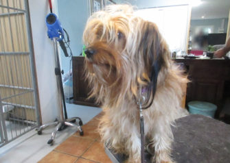 Hundesalon alt for hunden - Din hundesalon i Aalborg