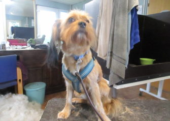 Hundesalon alt for hunden - Din hundesalon i Aalborg