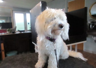 Hundesalon alt for hunden - Din hundesalon i Aalborg