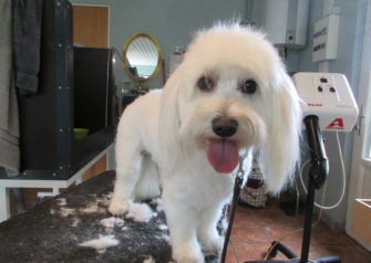 Hundesalon alt for hunden - Din hundesalon i Aalborg