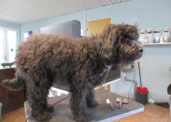 Hundesalon alt for hunden - Din hundesalon i Aalborg