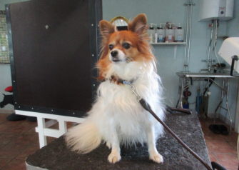 Hundesalon alt for hunden - Din hundesalon i Aalborg