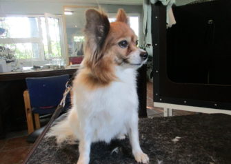 Hundesalon alt for hunden - Din hundesalon i Aalborg