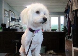 Hundesalon alt for hunden - Din hundesalon i Aalborg