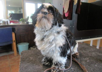 Hundesalon alt for hunden - Din hundesalon i Aalborg
