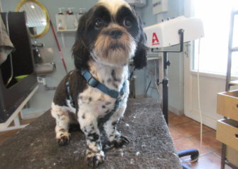 Hundesalon alt for hunden - Din hundesalon i Aalborg