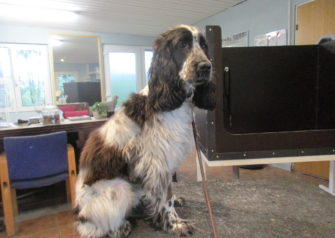 Hundesalon alt for hunden - Din hundesalon i Aalborg