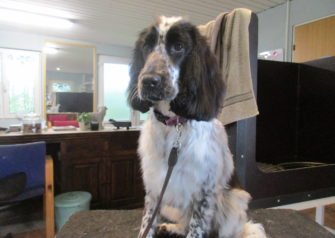 Hundesalon alt for hunden - Din hundesalon i Aalborg