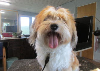 Hundesalon alt for hunden - Din hundesalon i Aalborg