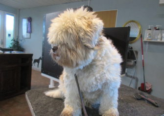 Hundesalon alt for hunden - Din hundesalon i Aalborg