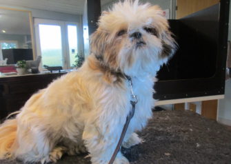 Hundesalon alt for hunden - Din hundesalon i Aalborg