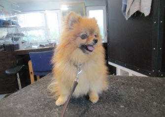 Hundesalon alt for hunden - Din hundesalon i Aalborg