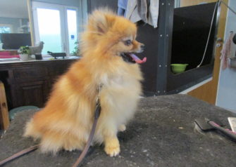 Hundesalon alt for hunden - Din hundesalon i Aalborg