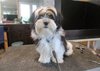 Hundesalon alt for hunden - Din hundesalon i Aalborg