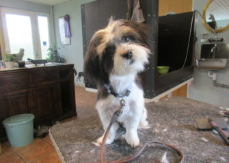 Hundesalon alt for hunden - Din hundesalon i Aalborg