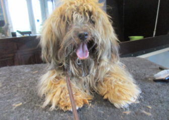 Hundesalon alt for hunden - Din hundesalon i Aalborg