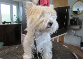 Hundesalon alt for hunden - Din hundesalon i Aalborg
