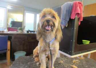 Hundesalon alt for hunden - Din hundesalon i Aalborg