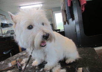 Hundesalon alt for hunden - Din hundesalon i Aalborg