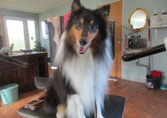 Hundesalon alt for hunden - Din hundesalon i Aalborg
