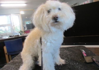 Hundesalon alt for hunden - Din hundesalon i Aalborg
