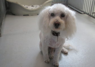 Hundesalon alt for hunden - Din hundesalon i Aalborg