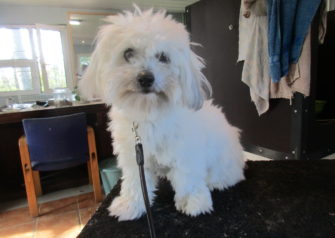 Hundesalon alt for hunden - Din hundesalon i Aalborg