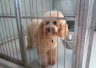 Hundesalon alt for hunden - Din hundesalon i Aalborg