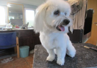 Hundesalon alt for hunden - Din hundesalon i Aalborg
