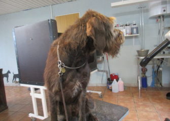 Hundesalon alt for hunden - Din hundesalon i Aalborg