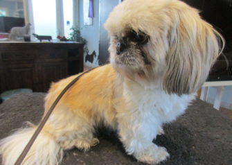 Hundesalon alt for hunden - Din hundesalon i Aalborg