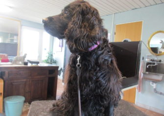 Hundesalon alt for hunden - Din hundesalon i Aalborg