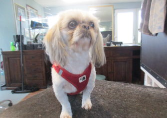Hundesalon alt for hunden - Din hundesalon i Aalborg
