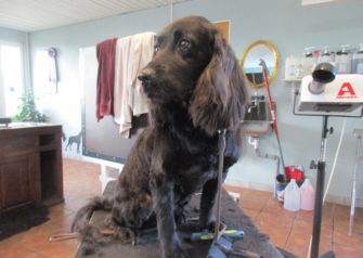 Hundesalon alt for hunden - Din hundesalon i Aalborg