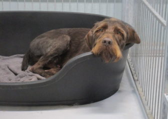 Hundesalon alt for hunden - Din hundesalon i Aalborg