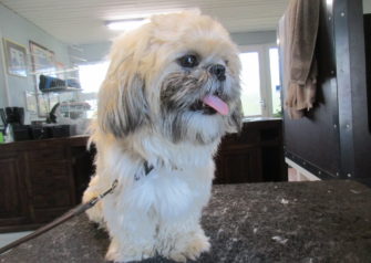 Hundesalon alt for hunden - Din hundesalon i Aalborg