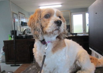 Hundesalon alt for hunden - Din hundesalon i Aalborg